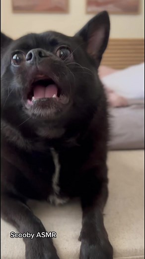 Scooby waking up ASMR #scooby #asmr #dog
