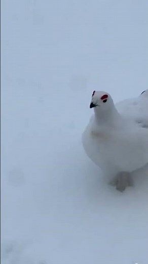 Paloma Artica dice Ahuevo durante 7 segundos #tiktok #viral #trending #funny #humor #animales #trend