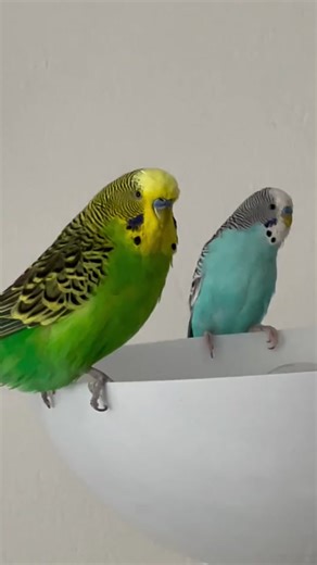 Beautiful Bird Sounds Compilation