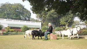 Modi Cattle Farm Gheni Collection 2024 :D | Pakistan Biggest Bull Lovers