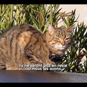 7K views · 38 reactions | Ils vivent avec leurs humains… mais choisissent leurs horaires. À voir sur RMC BFM Play : https://bit.ly/RMCBFMPLAY | RMC Story | Facebook