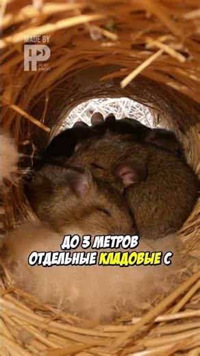 How do 40 mice live in one haystack and not quarrel?