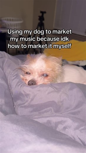 Low key been a little lazy this week, but I like to show him off * * * #artist #artistsoftiktok #countrymusic #songwriter #originalmusic