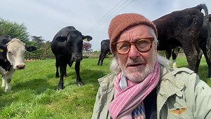 20K views · 1.2K reactions | Hello folks … they are just such a delight highly intelligent,if you love cows watch the new beautiful documentary called COW. | Just say hello | Facebook