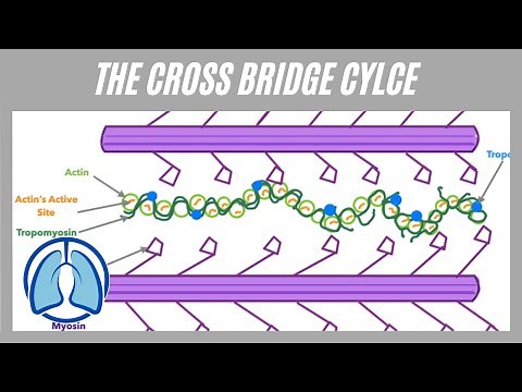 Cross Bridge Cycle Made Simple