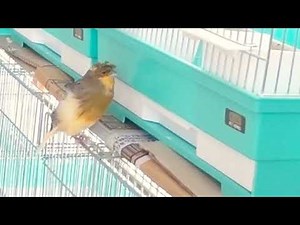 カナリア 鳴き声【グロスターカナリア】