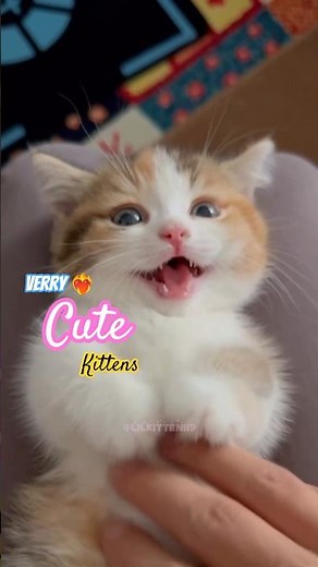 Adorable cute Kittens Moments 🐱💖