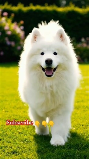 Cute Dogs That Will Melt Your Heart ❤️" | #CuteDogs #DogShorts #cuteanimals #DogLovers #ViralShorts