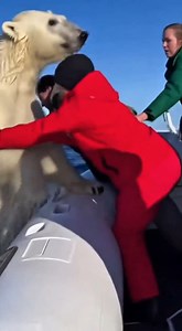 979K views · 23K reactions | #saving #polar #bear #killer #whale | Teddy Gen AI | Facebook