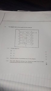 51.4 The diagram below shows a part of a DNA molecule.1.4.1 P... | Filo