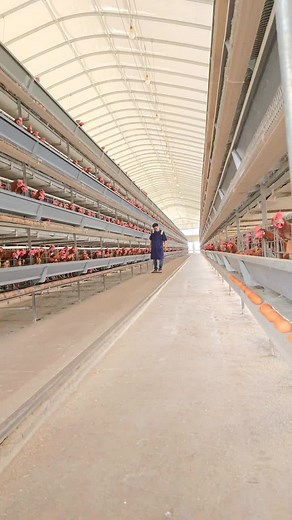 Automated Poultry Farming Solutions for Serious Farmers