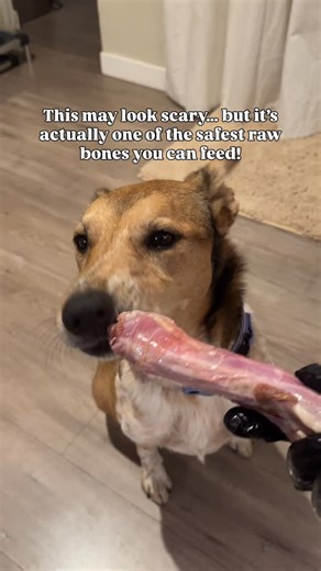 Marissa | Kota + Aspen on Instagram: "Of course, no bone is zero risk!! Supervision matters, size matters and every dog chews differently. But when fed appropriately and sized correctly, raw turkey, duck, and chicken necks can be a much safer option! (NEVER feed cooked bones) They aren’t dense, weight-bearing bones. Necks are made up of small vertebrae surrounded by cartilage and connective tissue, so they’re softer and easier for dogs to chew through. They’re also more digestible. Necks include