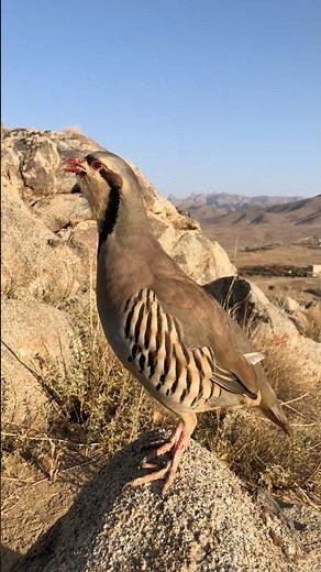Female Chukar Partridge Singing Beautifully in Nature.