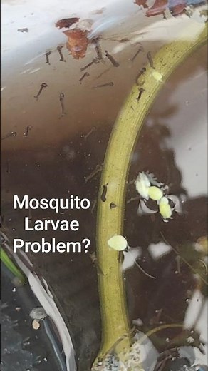 How to remove mosquito larvae in your pond with guppies