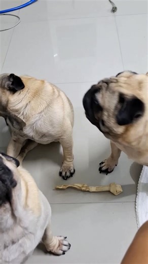 แม่มีไรมาให้มั้ยฮะ เร็วหน่อยหนูรออยู่ #คนรักหมาปั๊ก #หมาปั๊ก #สัตว์เลี้ยง #สัตว์เลี้ยงแสนรัก #หมาอ้วน #dog #pug #dogparents #familylove #family | Naruemon Khamma family pugs