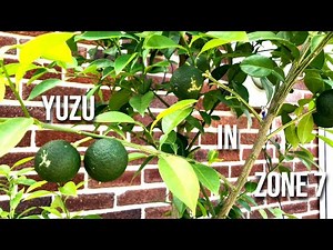 Planting Yuzu & Sudachi in Cold Climates - Will They Survive? An Experiment