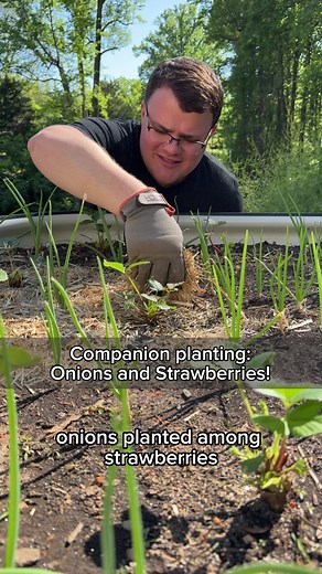 Companion Planting: Onions Among Strawberries