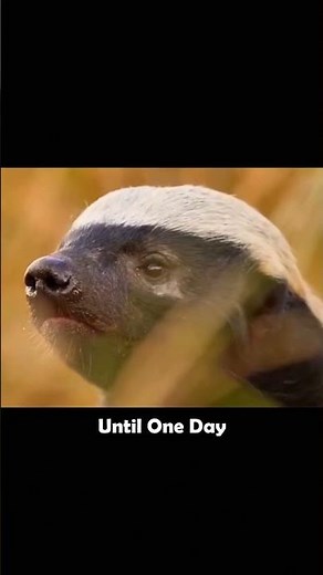 Why Nothing Can Kill the Honey Badger😱|#shorts