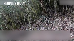 108 reactions · 4 comments | Here is the "panda village" in SW China's Sichuan-- Ya'an, where villagers constantly bump into adorable panda bears.  | VideoChina | Facebook