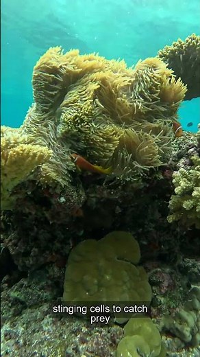 Sea Anemone: The Colorful Predator of the Ocean