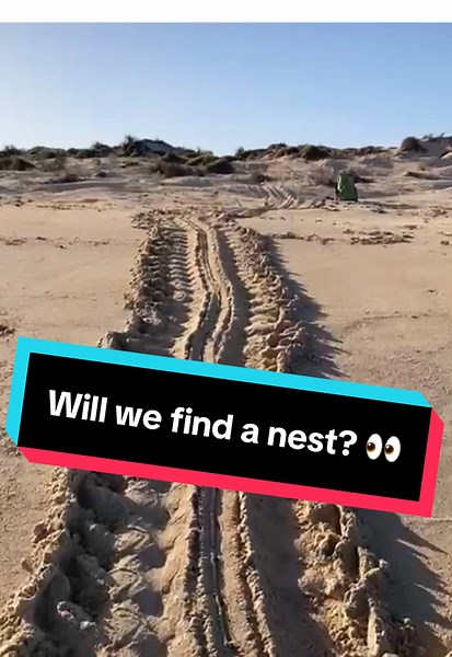 ningalooturtles on TikTok