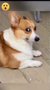 Funny Pets 17. #foryourpage #happyanimals #laughs #funnypets #funny