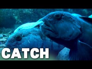 Discovering the Mysteries of Norway's Alien Reefs | Catch