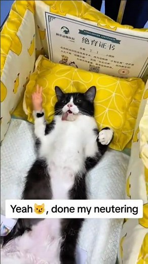 😹 Purrfectly Hilarious Cat Fails 2026 | Funniest Viral Clips Ever! 😂