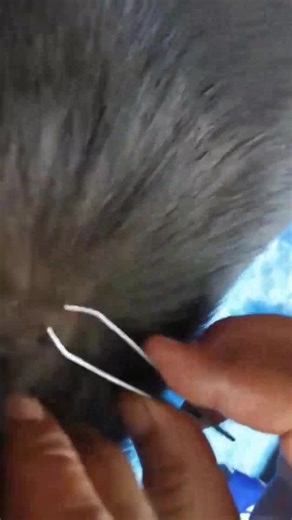 Wow a lot of big ticks in dog ear and it can be removed by clip only - we help the dog from tick Part 14 | Chill Asmr
