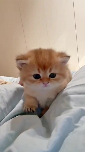 Playful Orange Kitten Captivates with Adorable Antics