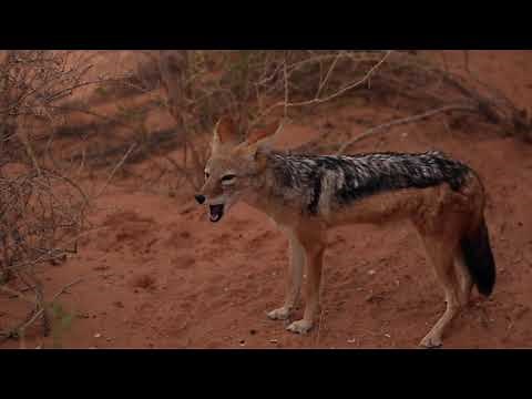 Howling Jackal Family