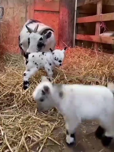 Dancing Baby Goat 🐐😂 | Cute & Funny Goat Playing