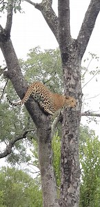 415K views · 3.5K reactions | Female leopard Makhomusava climbing a tree # shirley's area | Africa Journey Nature Experience | Facebook