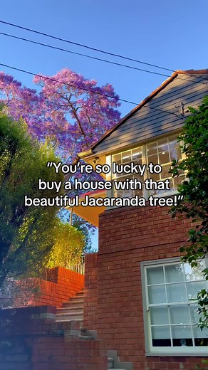 Jacaranda Tree Care Tips for Gardeners