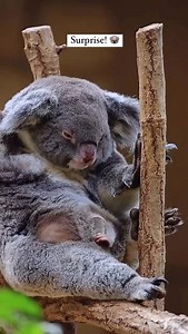 This made my morning, watching this adorable baby koala, called a Joey, peak it's fuzzy face from the warmth of its mother's pouch. Marsupials are incredible mammals, in the New World we have are opossums and in Australia they are blessed with incredible koalas! #koala #naturephotography #nature #wildlife #wildlifephotography #australia #adorable #animals | Jeff Corwin
