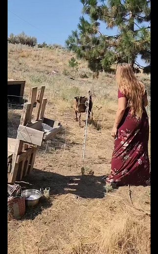 47K views · 718 reactions | Goat milking Credit: Mountain Spring Homestead #goatfarm #goat #milk | Agribusiness Media | Facebook