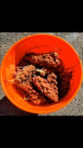 Today's morning adventure was the end of the year staghorn sumac harvest. Staghorn sumac has many medicinal purposes, including astringent, diuretic, anti-inflammatory, and antioxidant. It's been used to treat skin conditions and respiratory problems, like coughs and digestive conditions. Staghorn sumac is identifiable by the furry branches and red berries. It can be made into a drink or dried and crushed as a spice. Its lemony and tangy taste make it great to awaken your palate. These are stagh