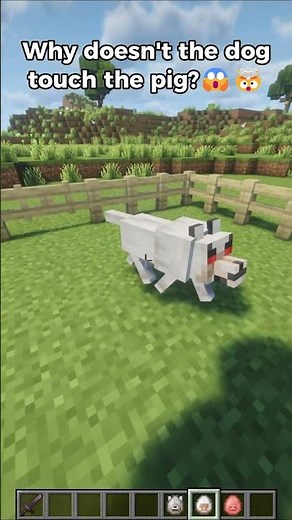 Why Wolves WON'T Touch Pigs 🐷🚫 #shorts #minecraft #minecraftrealistic #minecraftshorts #memes