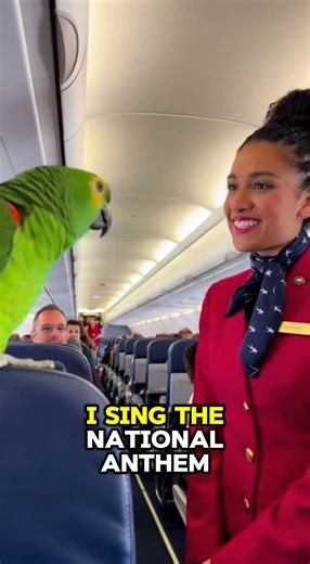 Parrot Asks Flight Attendant: "Are You Miss America?"