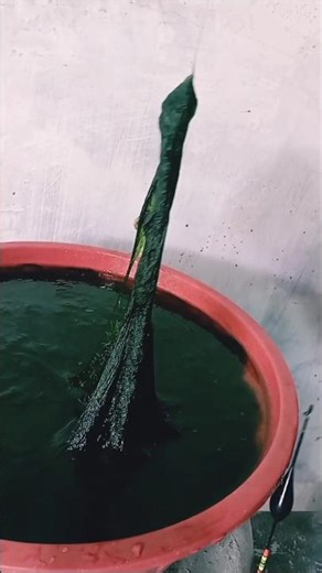 ikan nila gak mungkin nolak lihat lumut seperti ini #shortvideo #lumutsuper