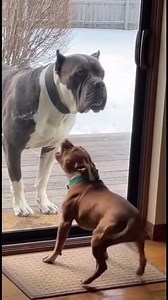 Fake Tough Dog Exposed 😂, #dogs #funnyshorts #viral, cane corso pitbull funny | SiTh Reels