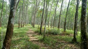 Plantation of Hevea brasiliensis trees, Rubber plant Farming industry