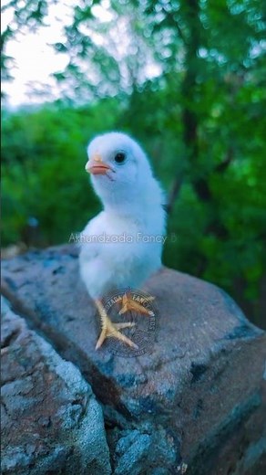 champion 💪🏆 chicks 🐤🐣 attitude #aseel #aseelmurga #murgafight #akhundzadafancybirds #shamo #shorts