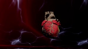 Human, Heart, Biology, Science