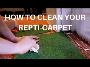 HOW TO CLEAN YOUR BEARDED DRAGON'S CARPET | Easy and Cheap way!