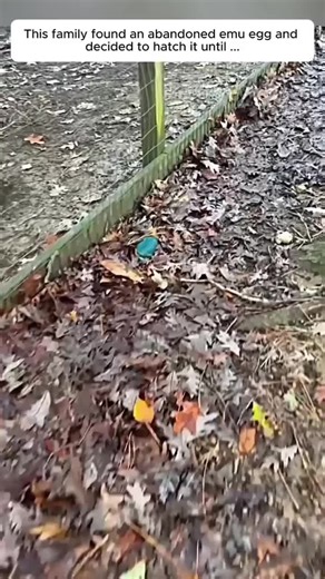 Rescuing an Abandoned Emu Egg: A Heartwarming Journey