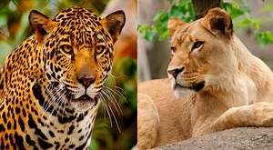 Conoce al 'jaglión’, el aterrador híbrido que nació del cruce de un jaguar y una leona