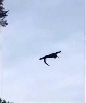 Black HOWLER MONKEY jumps off 30 foot tree and SURVIVES