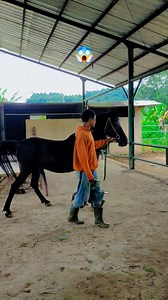 "super long"🍆😱 | Bima Stable