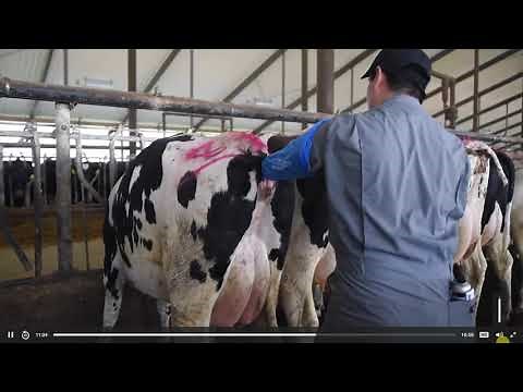 #Heat #Detection in Cattle | Training by #GENEX | #Breeding Masterclass Chapter 01